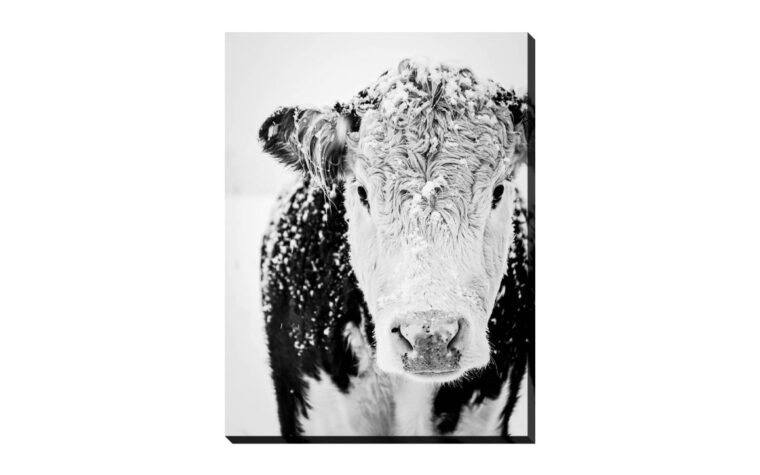 Snowy Cow - Black & White Cow Print Canvas - Chervin Furniture